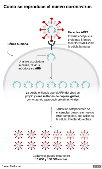 Imagen ilustrativa sobre el proceso de infección de las células por SARS-CoV2.