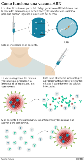 Imagen del proceso que explica cómo funcionan las vacunas de ARN mensajero