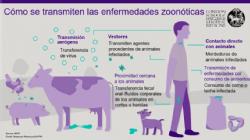 Imagen que ilustra cómo se trasmite una enfermedad zoonótica