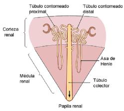 Se puede ver indicado el sentido del proceso y las diferentes partes que forman el túbulo renal hasta que se conecta con el túbulo colector renal.