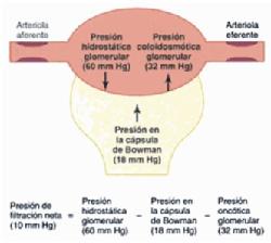Presión que genera la arteriola y la cápsula de Bowman
