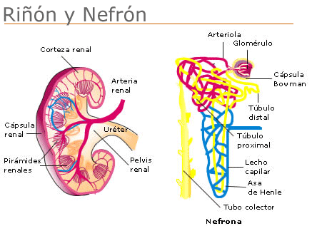 Nefrona y riñón