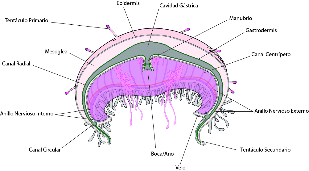 Estructura de medusa